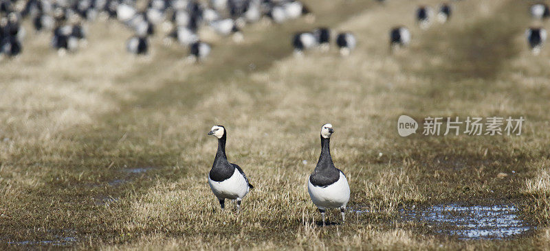 藤壶鹅（Branta leucopsis）